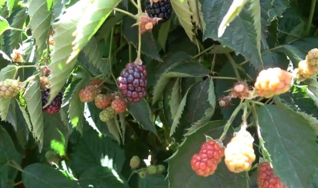 Siirt'in Kurtalan ilçesinde Türkiye'nin iç pazarı ve dünyaya ihraç ...