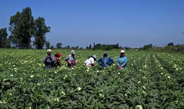 Türkiye'de bamya üretimi yapılan şehirler arasında ilk sırada yer alan ...