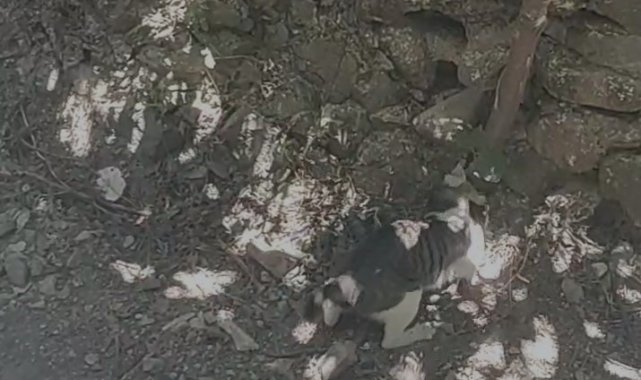 Hatay'ın Antakya ilçesinde 1 buçuk metrelik yılanla 'Kahraman' ...