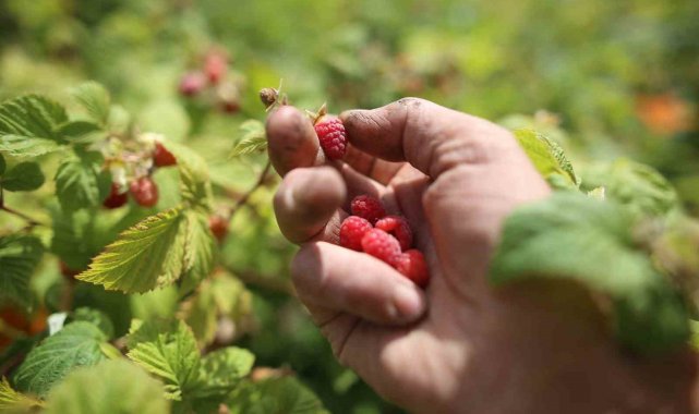 Türkiye'nin ahududu üretiminin önemli bölümünün karşılandığı Bursa'...