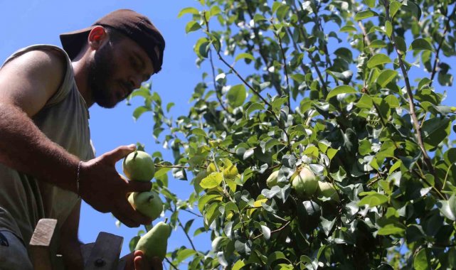 Türkiye'nin armut bahçesi olan Bursa'nın Gürsu ilçesinde 'Santa...