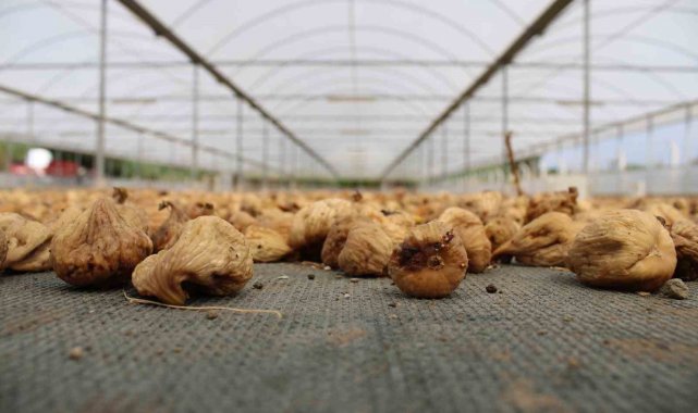 Türkiye'nin önemli ihracat ürünlerinden olan ve ülke ekonomisine ciddi ...