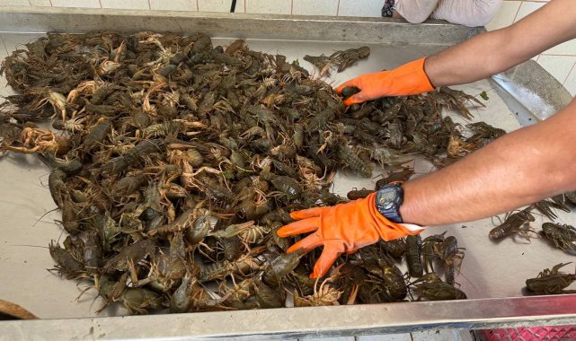 Türkiye'nin önemli kerevit (tatlı su ıstakozu) üretim havzalarından bir...