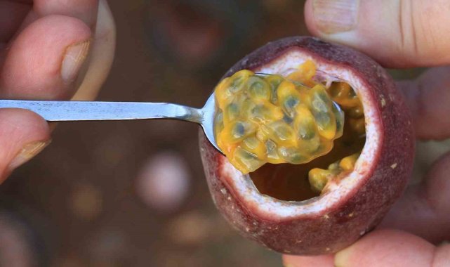 Türkiye'nin üretim merkezlerinden Mersin'in Erdemli ilçesinde yakla...