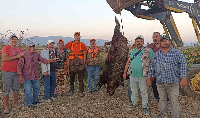 300 kiloluk devasa domuz avladılar