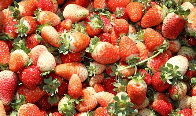 Elazığ'da kasım ayında çilek hasadı