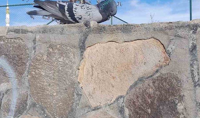 Muş'taki Göletli Park'ta bir güvercin donarak öldü