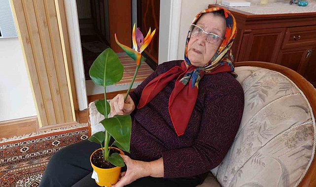 'Canlı' diye aldığı çiçek 'plastik' çıkınca BİM'i savcılığa şikayet etti