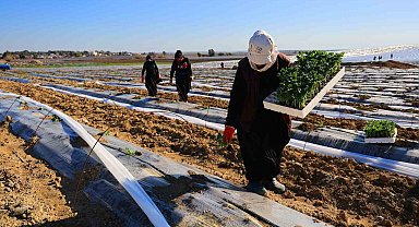 Adana'da karpuz fideleri toprakla buluştu