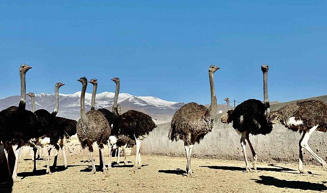 Ağrı Dağı eteklerine kurulan deve kuşu çiftliği ile hayvancılık sektörüne yeni bir soluk getirildi