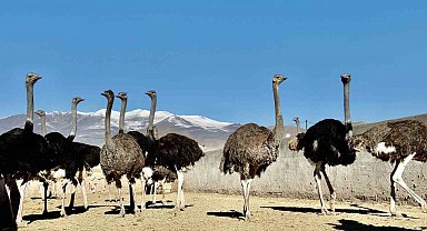 Ağrı Dağı eteklerine kurulan deve kuşu çiftliği ile hayvancılık sektörüne yeni bir soluk getirildi