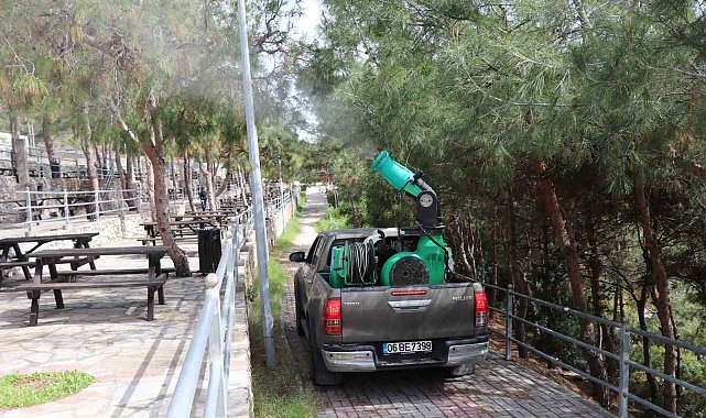 Alanya Belediyesi çam kese böceğine önlem aldı