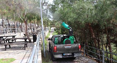 Alanya Belediyesi çam kese böceğine önlem aldı