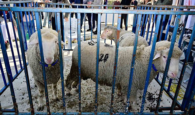 Aliağa'da 50 adet damızlık koç, yetiştiricilere teslim edildi