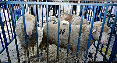 Aliağa'da 50 adet damızlık koç, yetiştiricilere teslim edildi