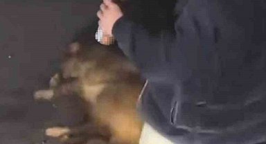 Alkollü haldeyken domuza eziyet edip o anları sosyal medyada paylaşan 3 şahıs yakalandı