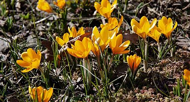 Ankara'da baharın müjdecisi 'çiğdemler' çiçek açtı