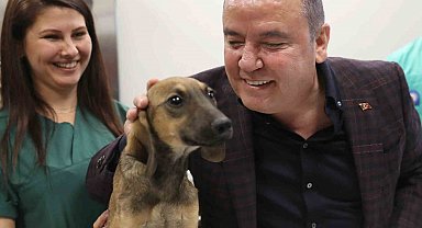Antalya Büyükşehir Belediyesi 30 bine yakın kedi ve köpeğin tedavisini gerçekleştirdi