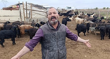 Antalya'da sokak köpekleri 25 keçiyi telef etti