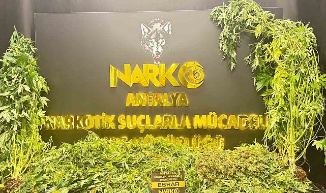 Antalya'da son 1 haftada 11 kilogram skunk ele geçirildi