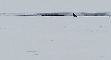 Ardahan'da arazide leşle beslenen kurt görüntülendi