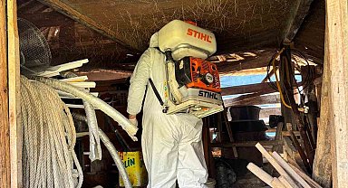 Artvin'de kahverengi kokarca böceğine karşı ilaçlama çalışmaları devam ediyor