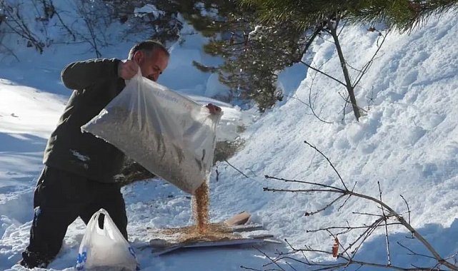 Artvin'de kış şartlarında yaban hayvanları unutulmadı