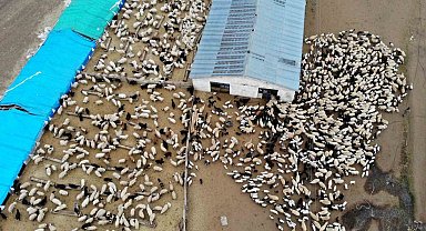 Askıya çıkarılan kuzu ve oğlak destekleme icmalleri 24 Ocak tarihine kadar askıda kalacak