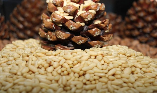 ATB tarafından başvurusu yapılan Aydın Çam Fıstığı Avrupa Birliği'nde ilan edildi