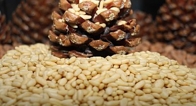 ATB tarafından başvurusu yapılan Aydın Çam Fıstığı Avrupa Birliği'nde ilan edildi