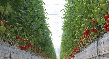 Aydın'da 1 yılda 146 bin ton domates üretildi