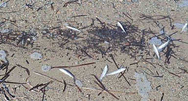 Aydın'da ölü balıklar yine kıyıya vurdu