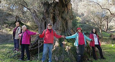 Aydınlı doğaseverler asırlık zeytin ağaçlarının koruma altına alınması istiyor