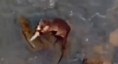 Azgın suların keskin avcısı balık yakalarken görüntülendi