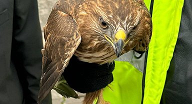 Batman'da yaralı halde bulunan kızıl şahin tedavi altına alındı