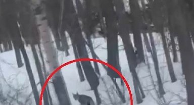 Bayburt'ta karlı ve ağaçlık arazide vaşak görüldü