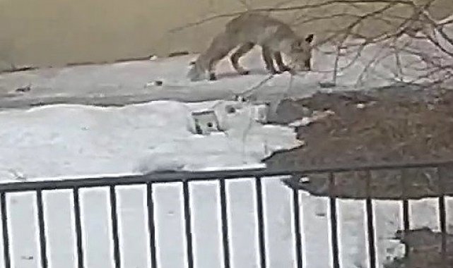 Bayburt'ta yiyecek arayan bir tilki yerleşim alanını mesken tuttu