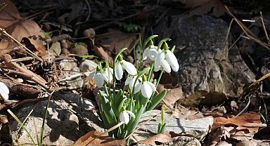 Beyşehir'de kış ortasında yalancı bahar