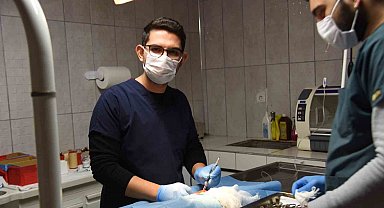 Bilecik'te 3 köpeğe sezaryen operasyonu gerçekleştirildi