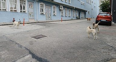 Bilecik'te başıboş köpekler yüzünden vatandaşlar sokağa çıkamıyor