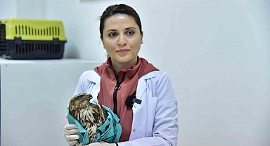 Bitkin halde bulunan şahin tedavi edilerek doğaya salındı