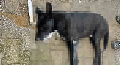 Bodrum'da hayvan katliamı