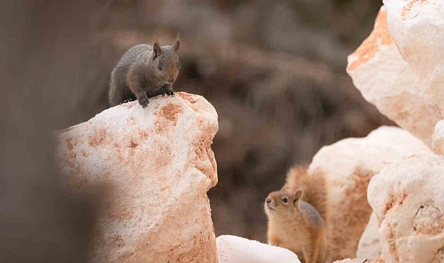 Bursalı fotoğrafçı Tunceli kırsalında melanistik sincap görüntüledi