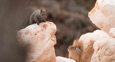 Bursalı fotoğrafçı Tunceli kırsalında melanistik sincap görüntüledi