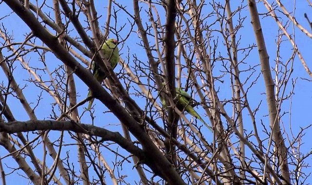 Büyükçekmece'de ağaçlarda görülen İskender Papağanı şaşırttı