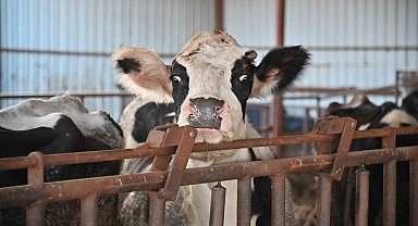 Büyükşehir 'Tek Dam' Projesi ile üreticileri birleştirecek