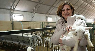 Büyükşehir üreticilere küçükbaş hayvan desteği sağlıyor