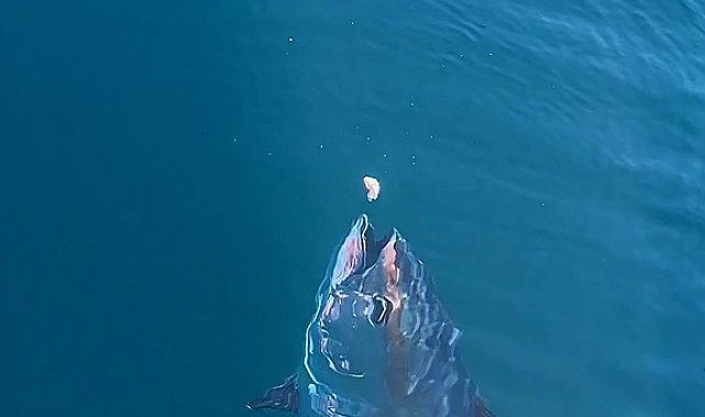 Çanakkale'de denizde dev orkinosu beslediler