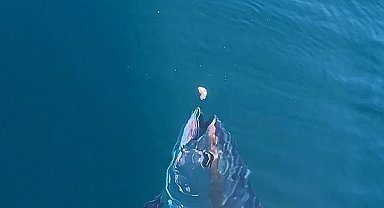 Çanakkale'de denizde dev orkinosu beslediler