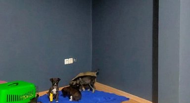 Çöpe atılan yavru köpeklerle ilgili 2 kişi gözaltına alındı